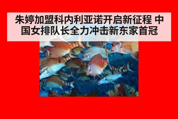 朱婷加盟科内利亚诺开启新征程 中国女排队长全力冲击新东家首冠